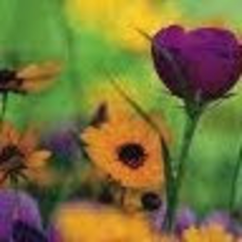 Meet your Posher, Ann